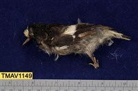 藏品(小剪尾)的圖片